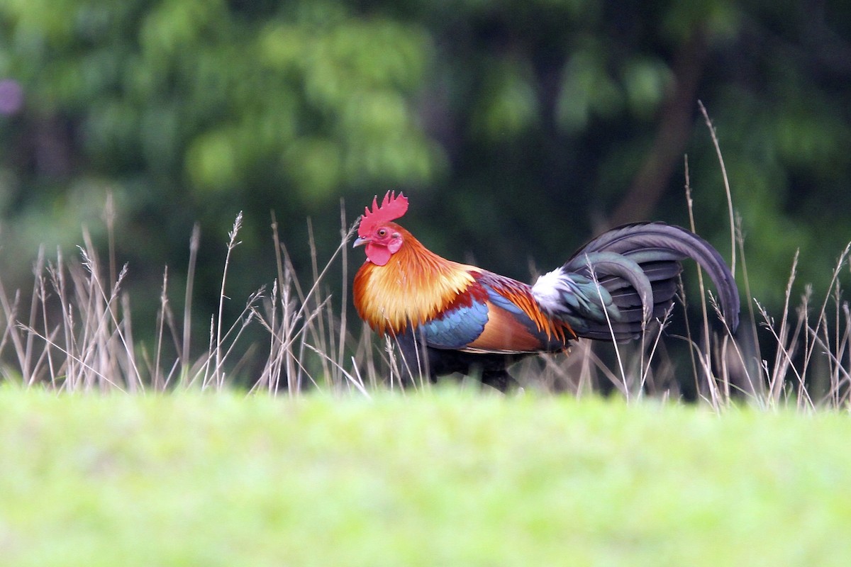 セキショクヤケイ - ML644289912