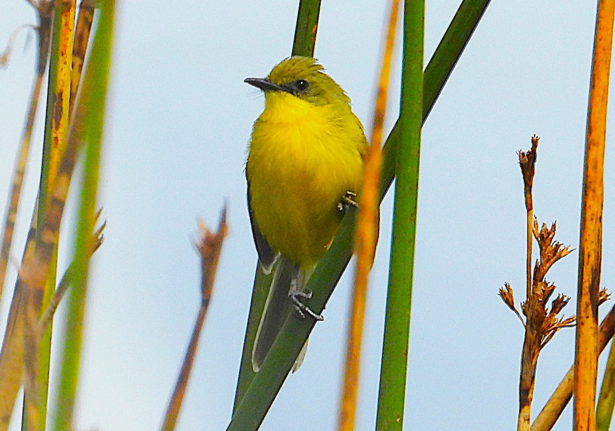 Subtropical Doradito - ML644289915