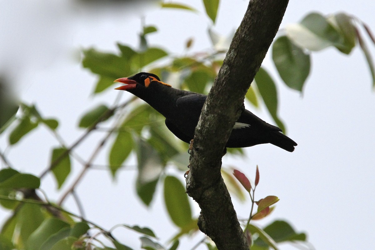Common Hill Myna - ML644289940