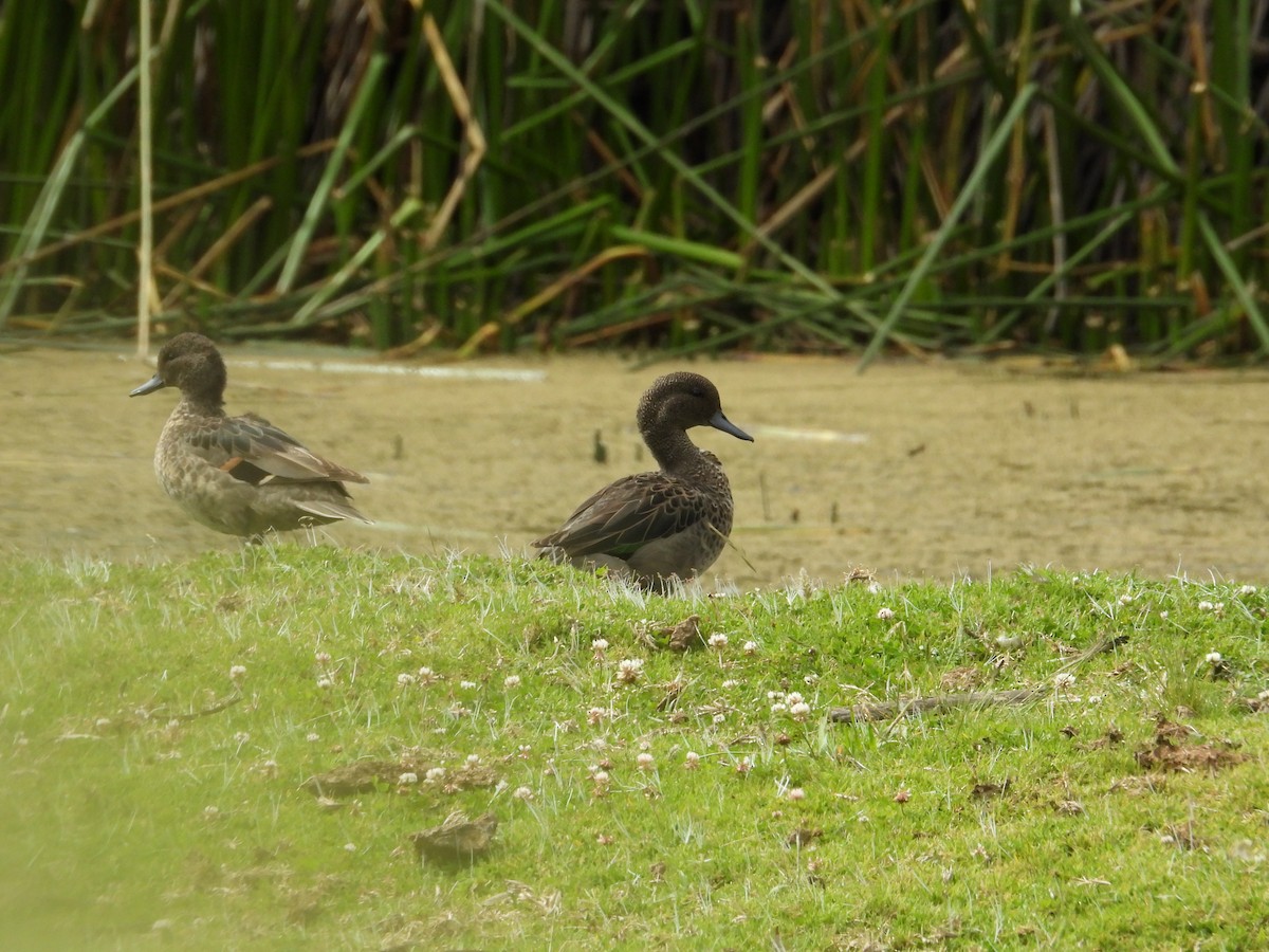 アンデスコガモ - ML644289944