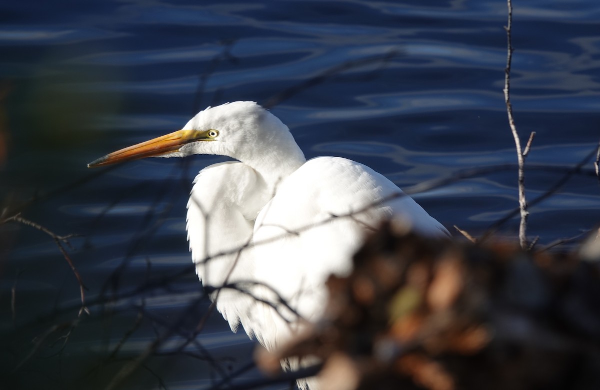 Great Egret - ML644289955