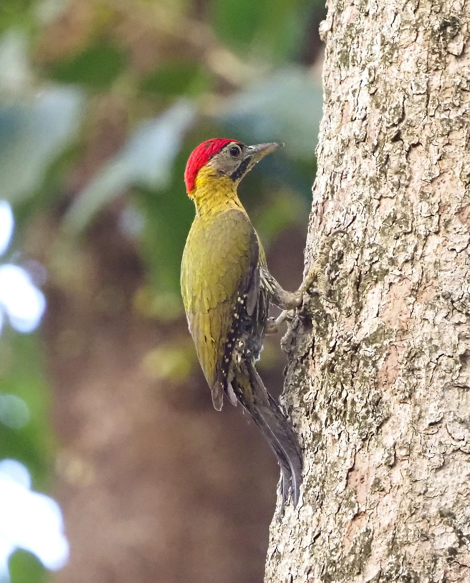 Laced Woodpecker - ML644289966