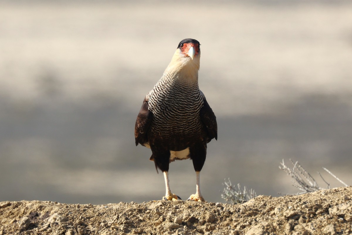 ミナミカラカラ - ML644289975