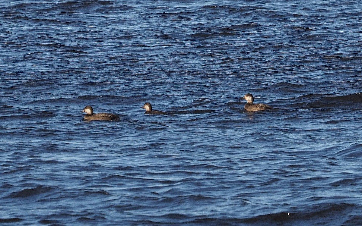 Black Scoter - ML644289978