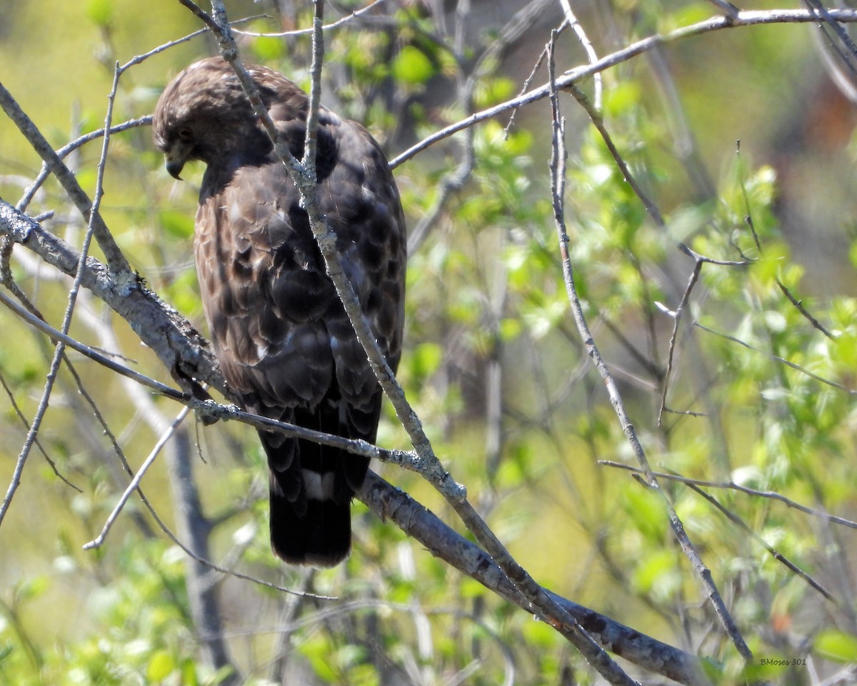 Broad-winged Hawk - ML644289980