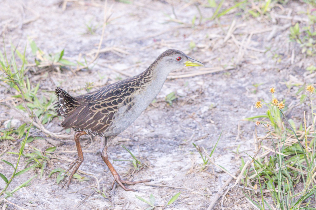 Ash-throated Crake - ML644289982