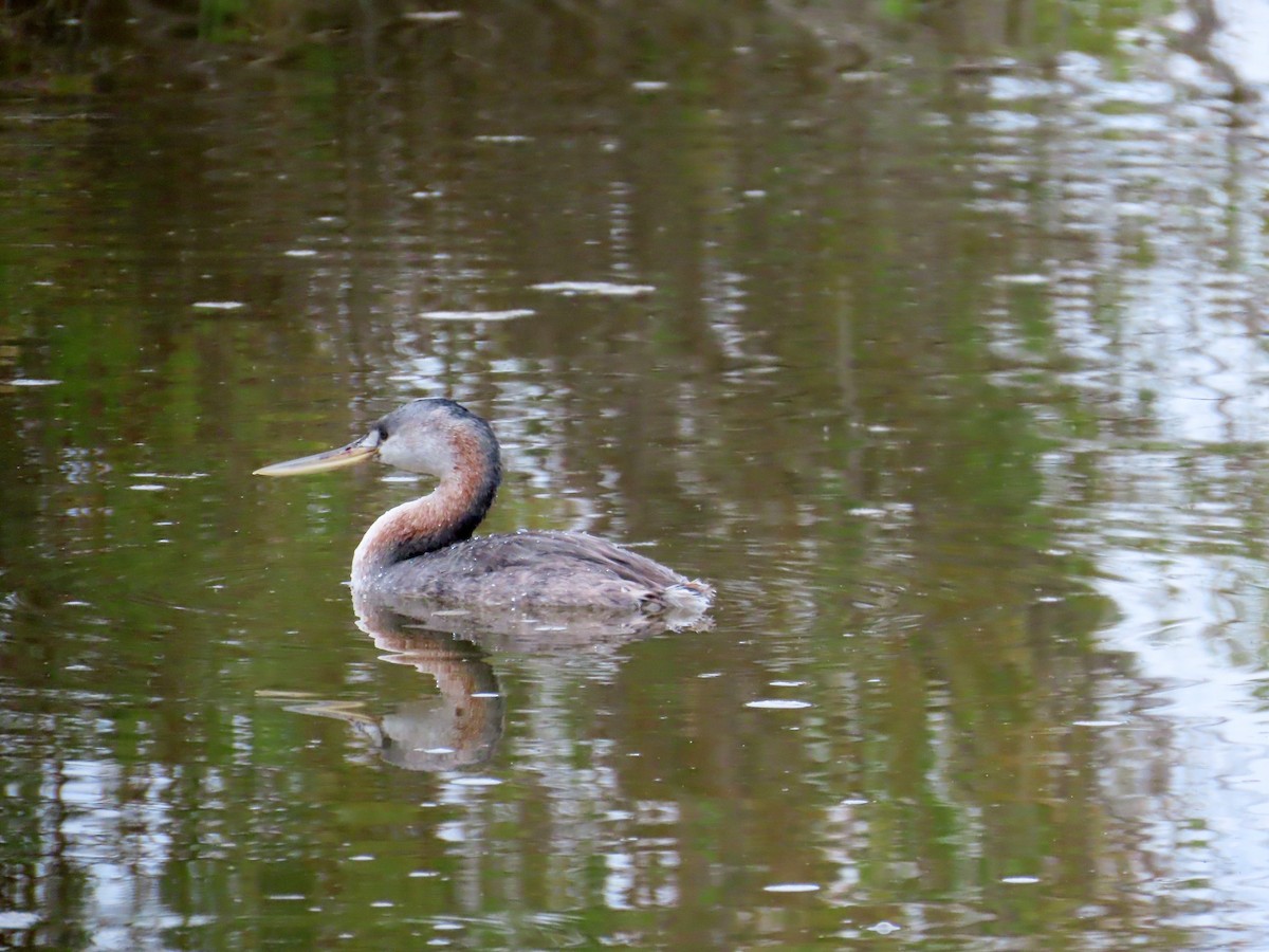 spyddykker - ML644289985