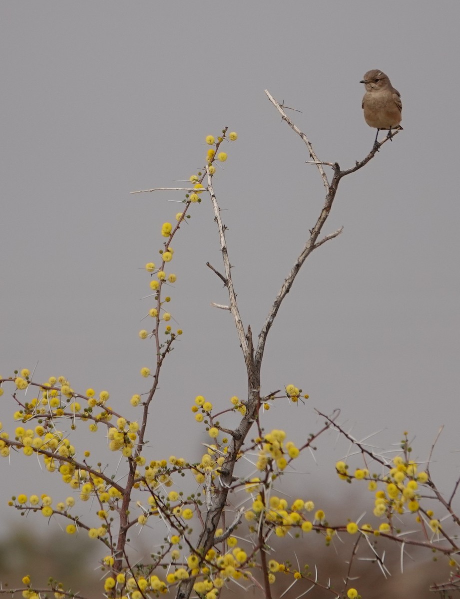 Chat Flycatcher - ML644289993
