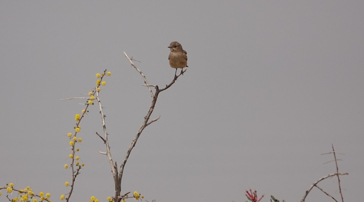 Chat Flycatcher - ML644289994