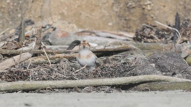 Snow Bunting - ML644290003