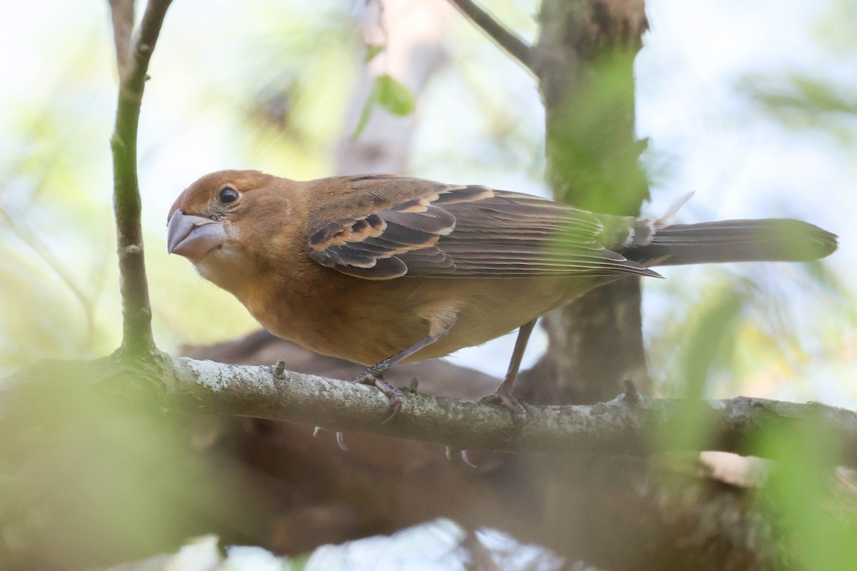 blåtykknebb - ML644290004