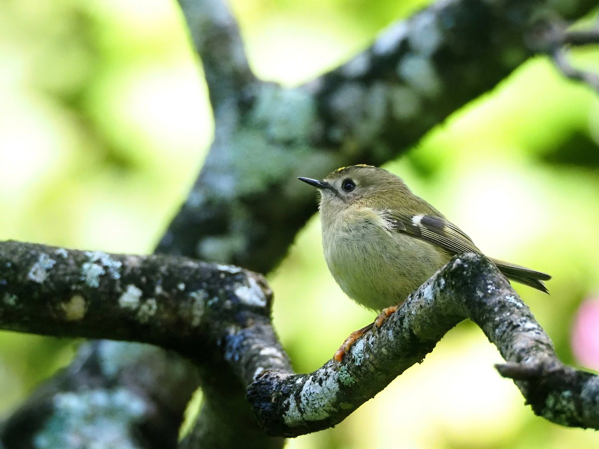 キクイタダキ（inermis） - ML644290017