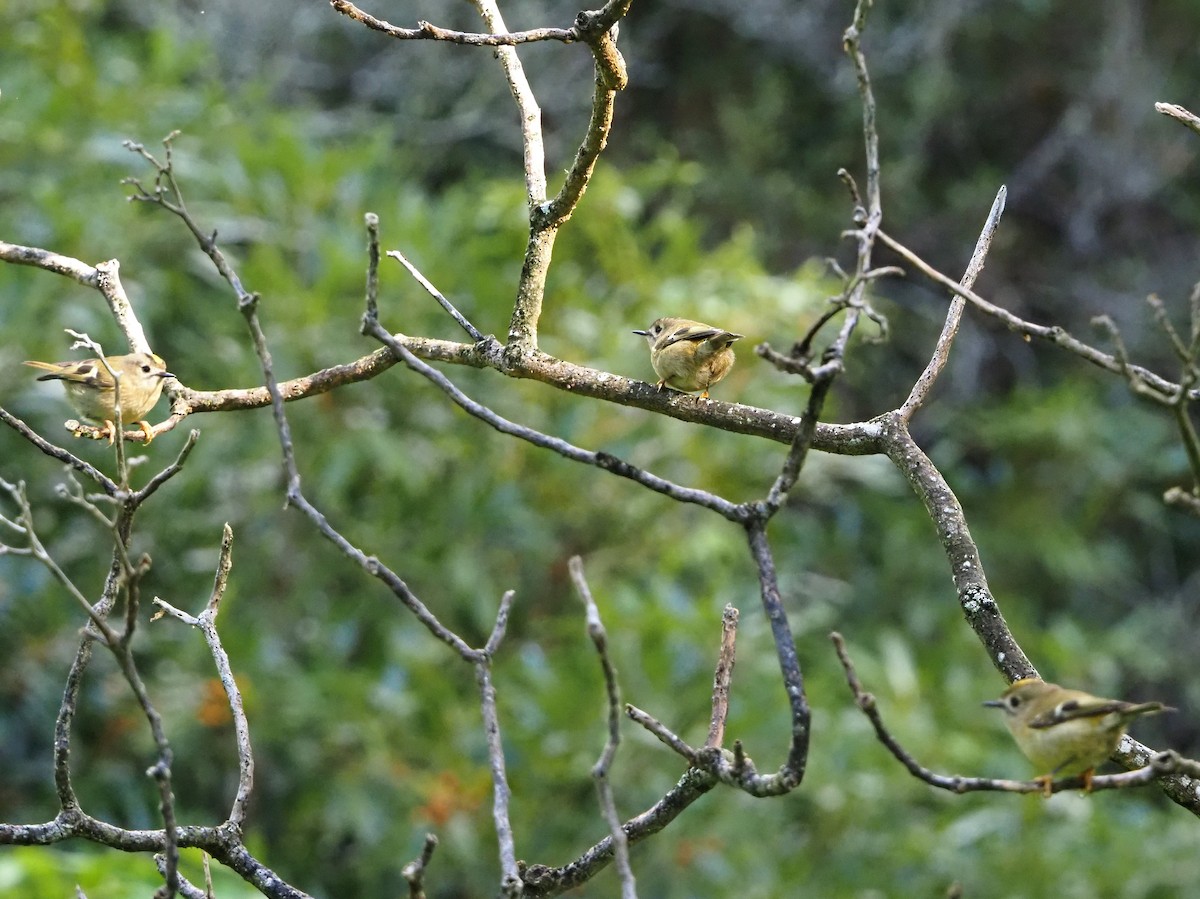 キクイタダキ（inermis） - ML644290018