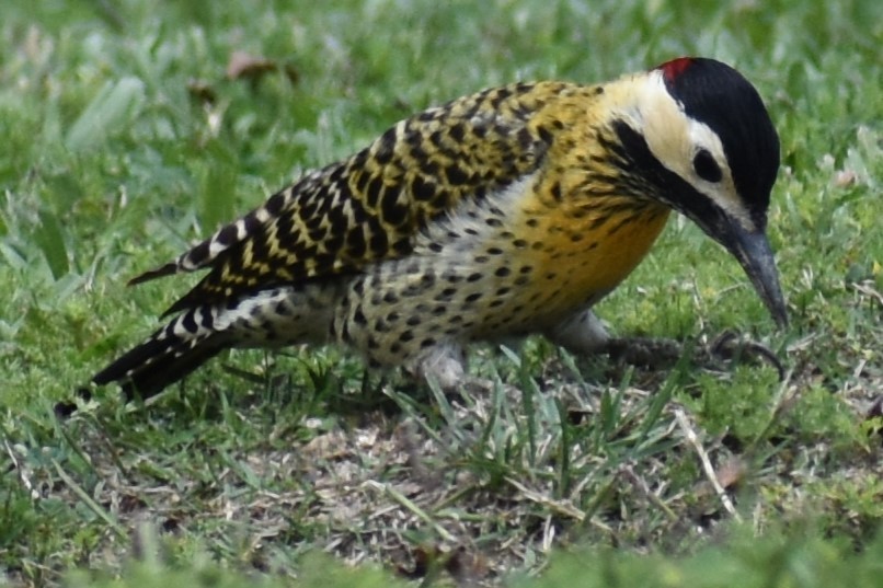 Декол плямистоволий - ML644290020