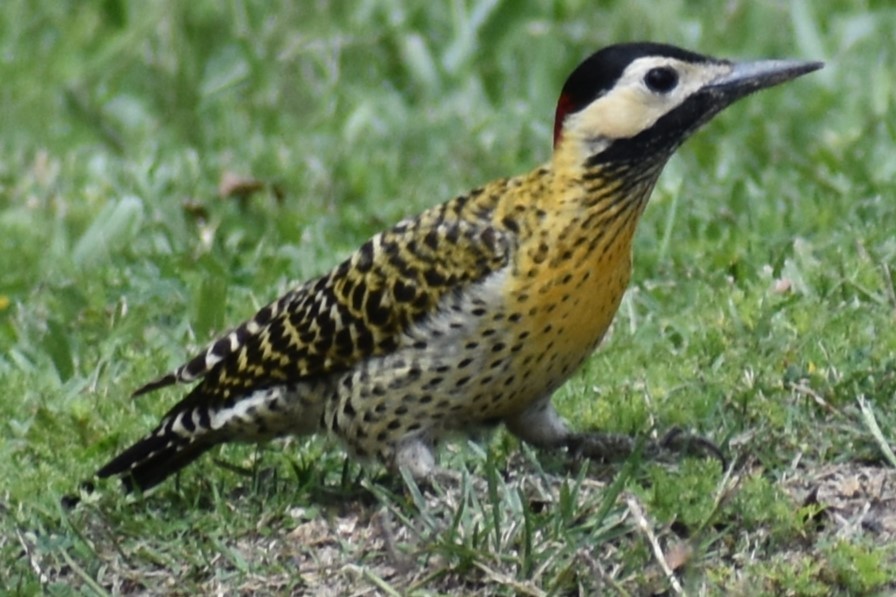 Декол плямистоволий - ML644290021