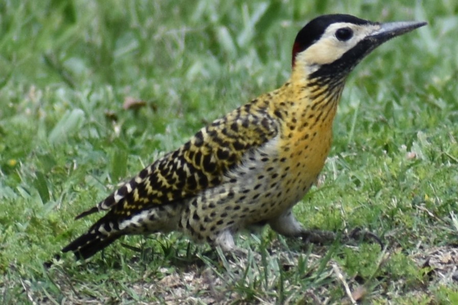 Декол плямистоволий - ML644290022