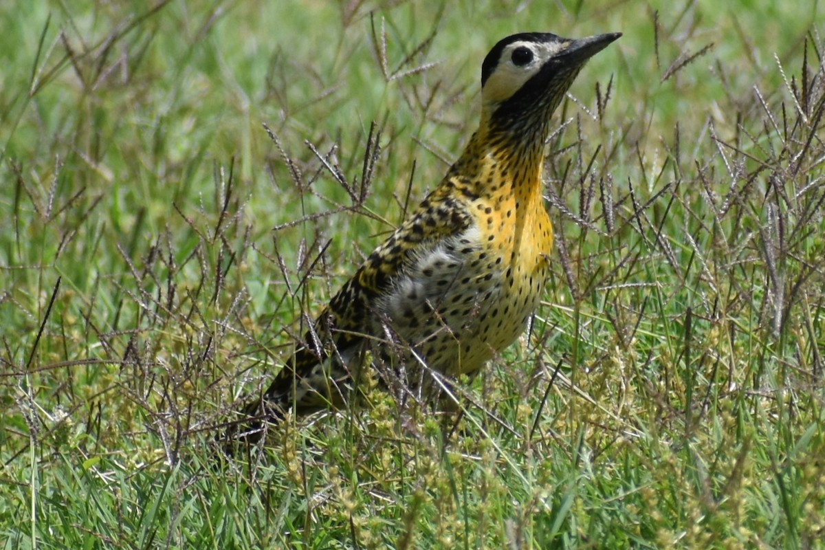 Декол плямистоволий - ML644290024