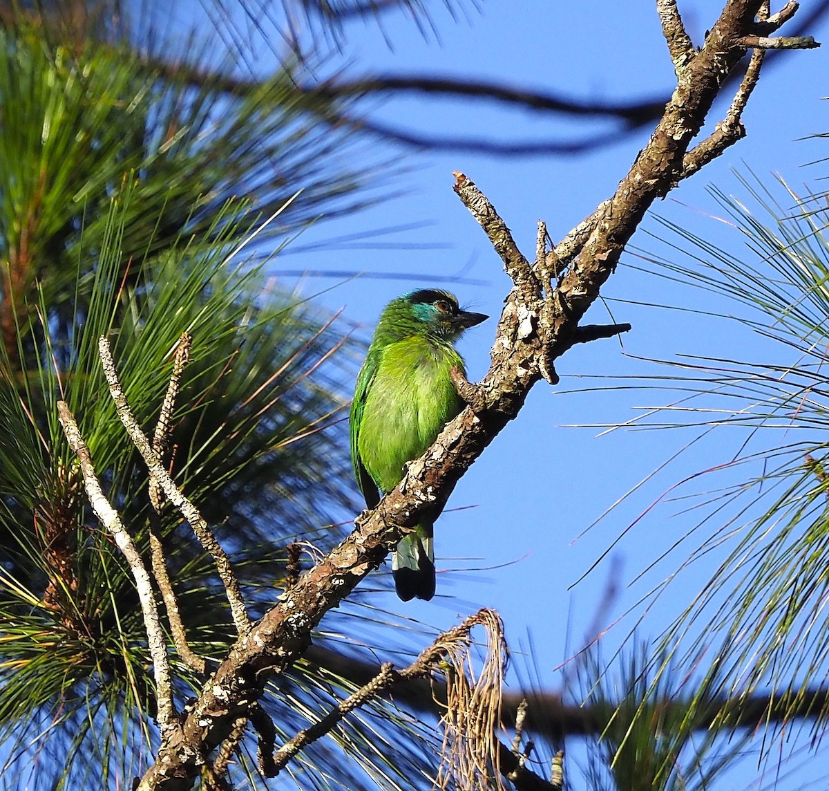 Indochinese Barbet - ML644290041