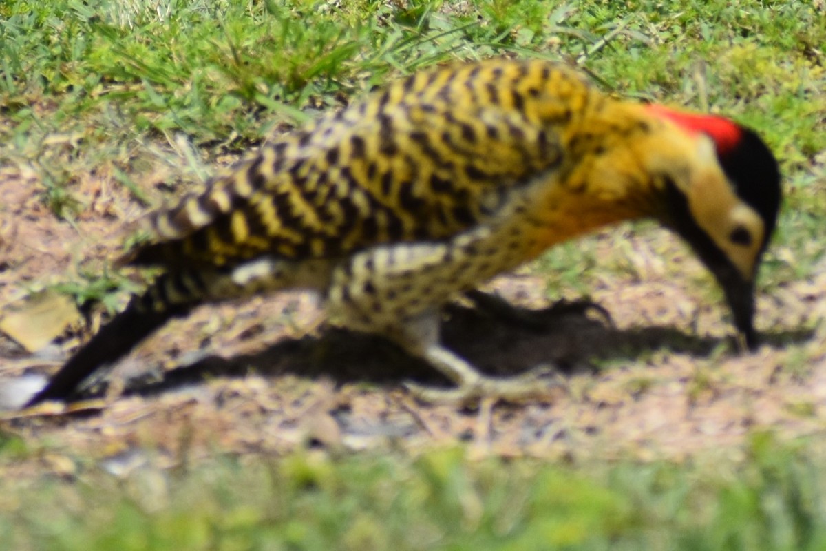 Декол плямистоволий - ML644290043