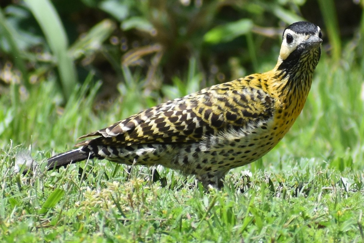 Декол плямистоволий - ML644290044