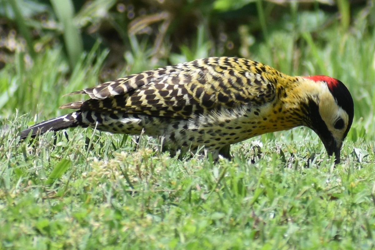 Декол плямистоволий - ML644290045