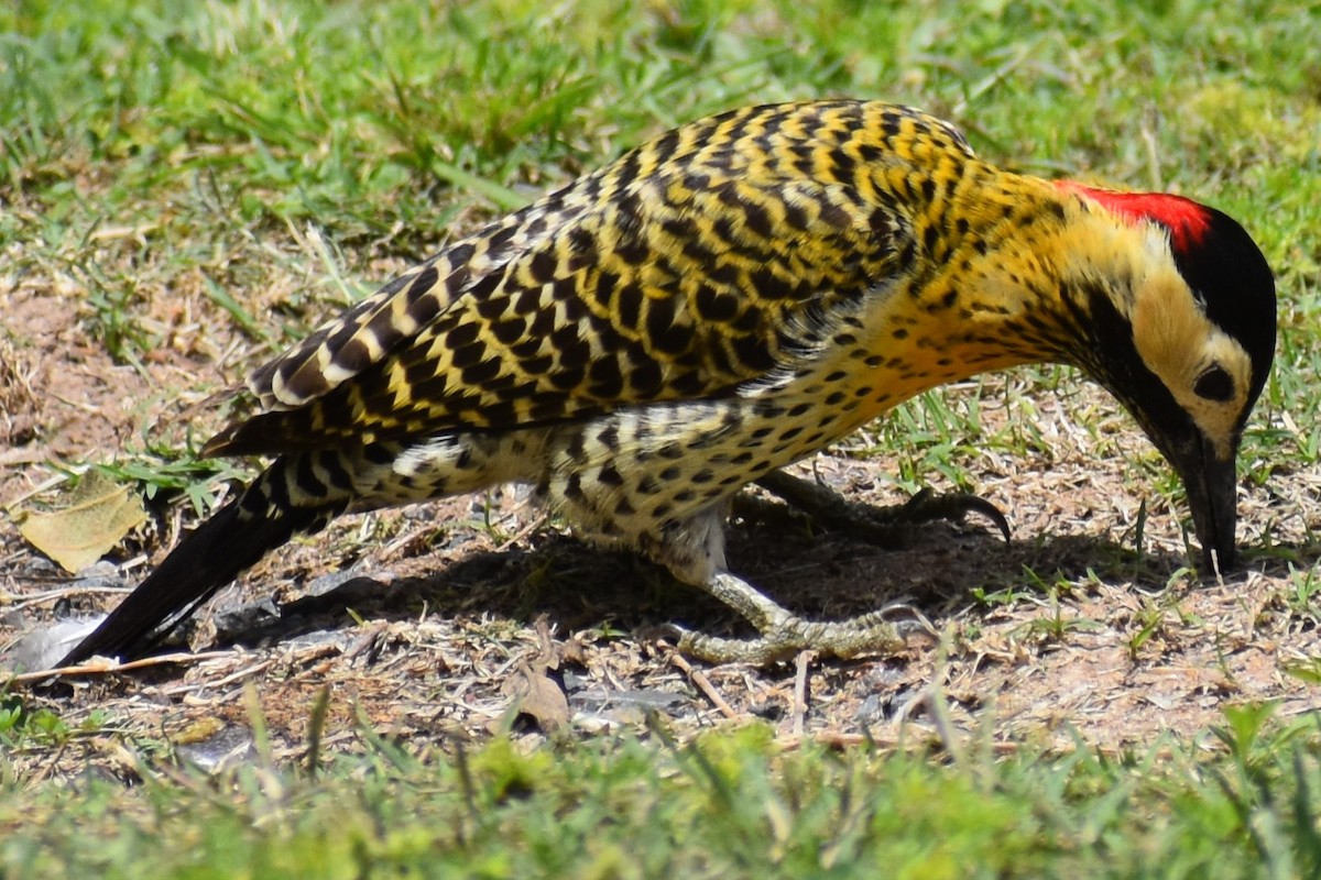 Декол плямистоволий - ML644290046