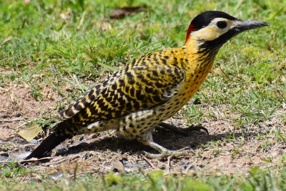 Декол плямистоволий - ML644290048