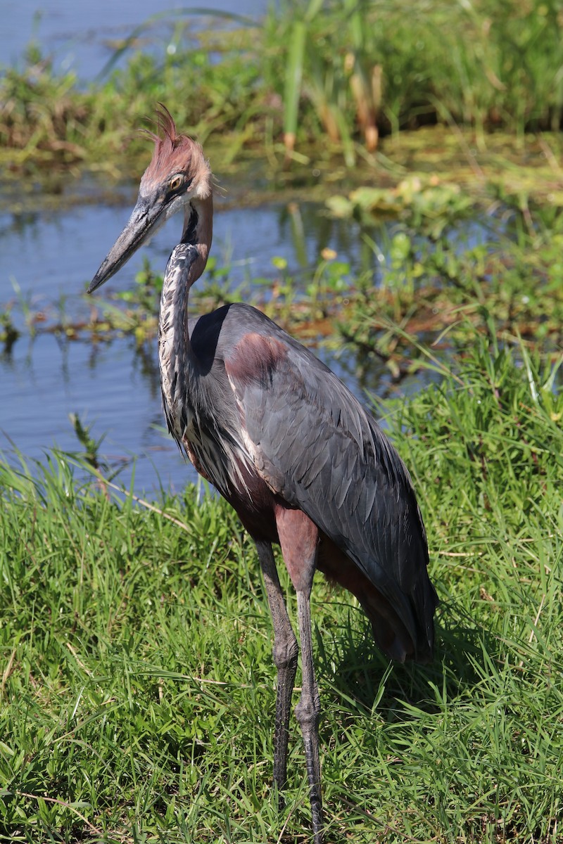 goliathegre - ML644290051