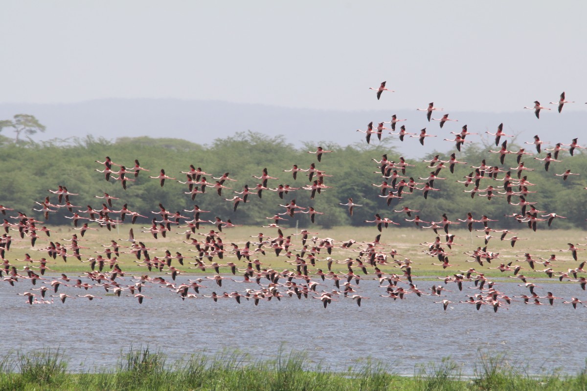 Flamant nain - ML644290067