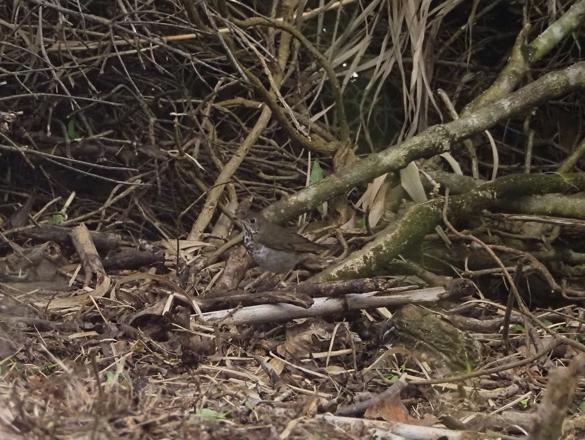 Grive à joues grises - ML644290071