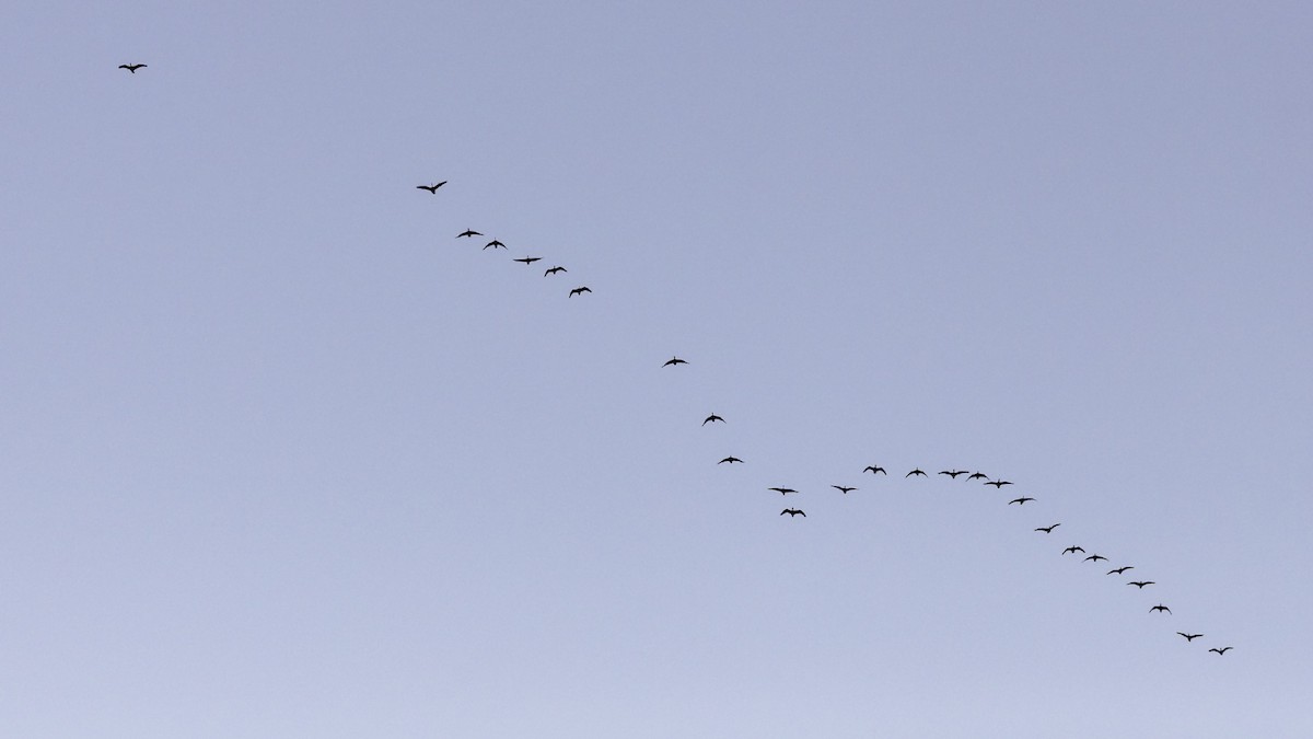 Oca canadese maggiore - ML644290075