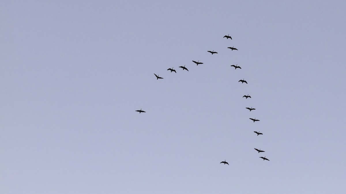 Oca canadese maggiore - ML644290076