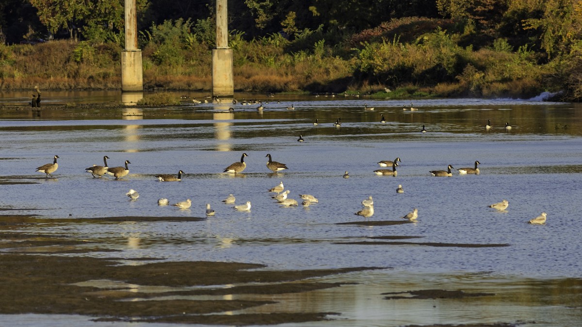 Oca canadese maggiore - ML644290077