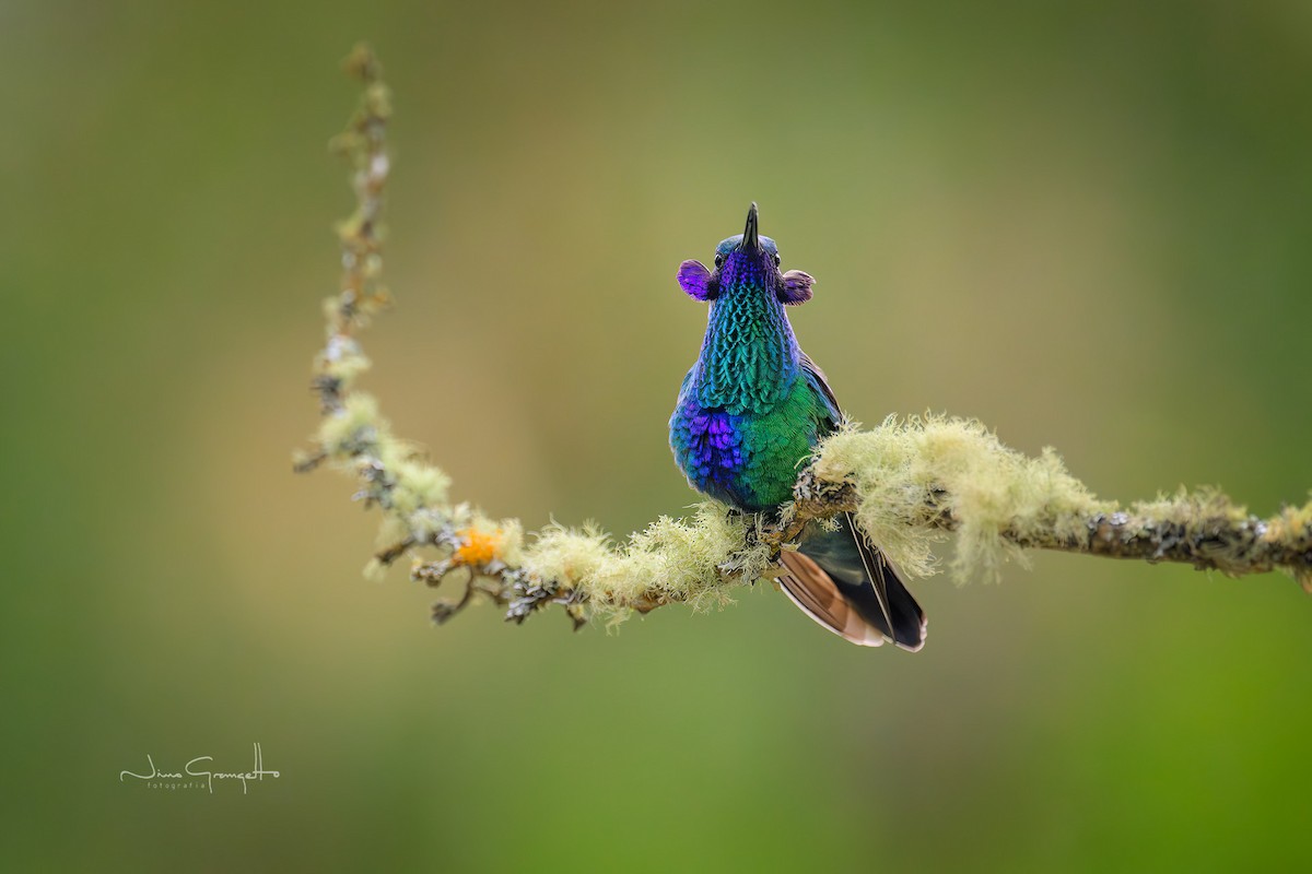 fiolørekolibri - ML644290093