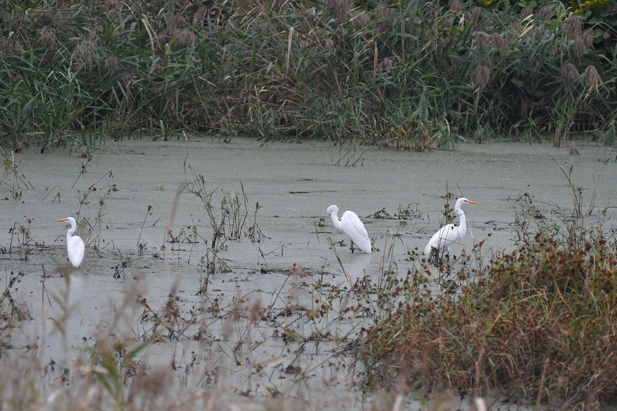 Great Egret - ML644290109