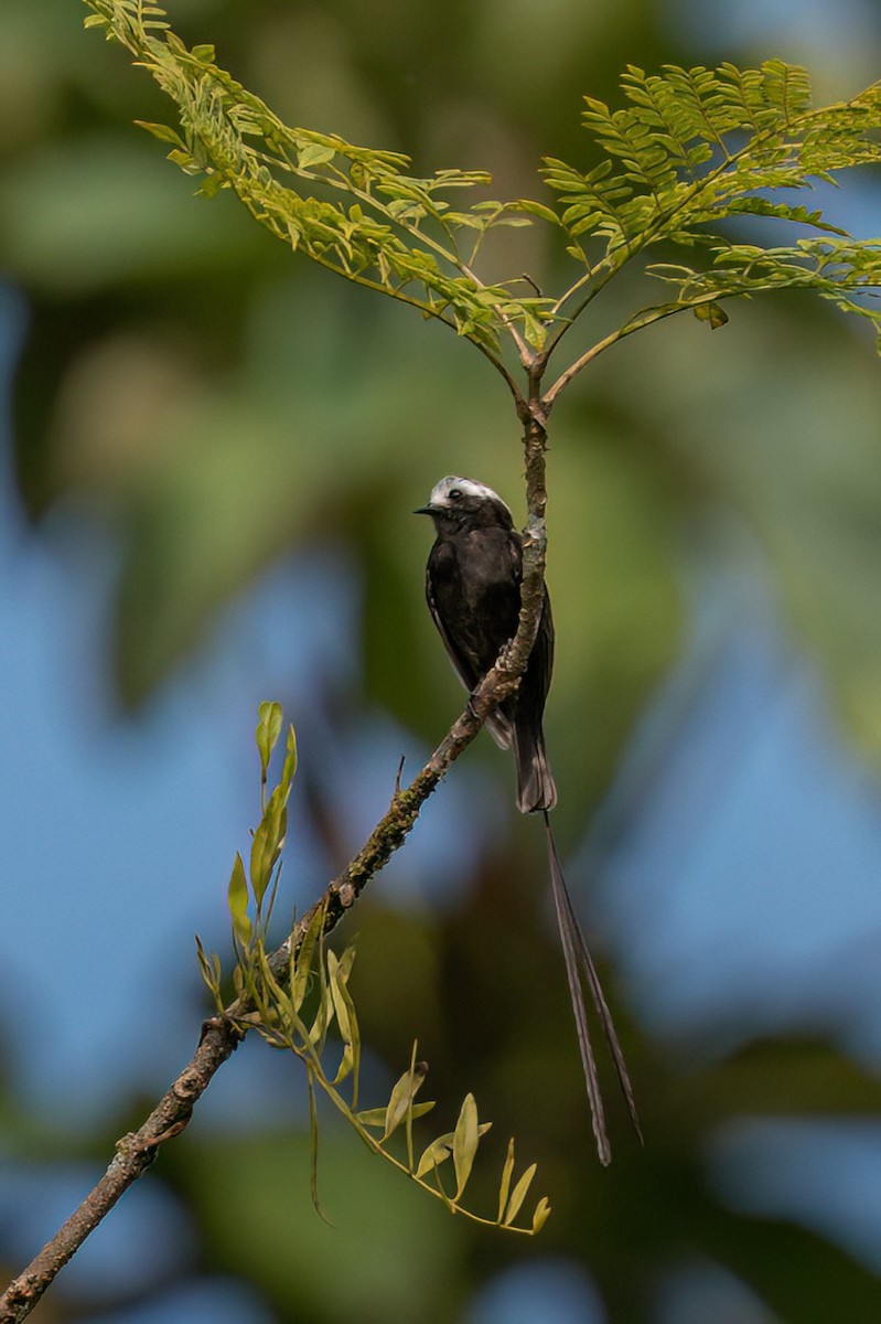 Moucherolle à longs brins - ML644290116