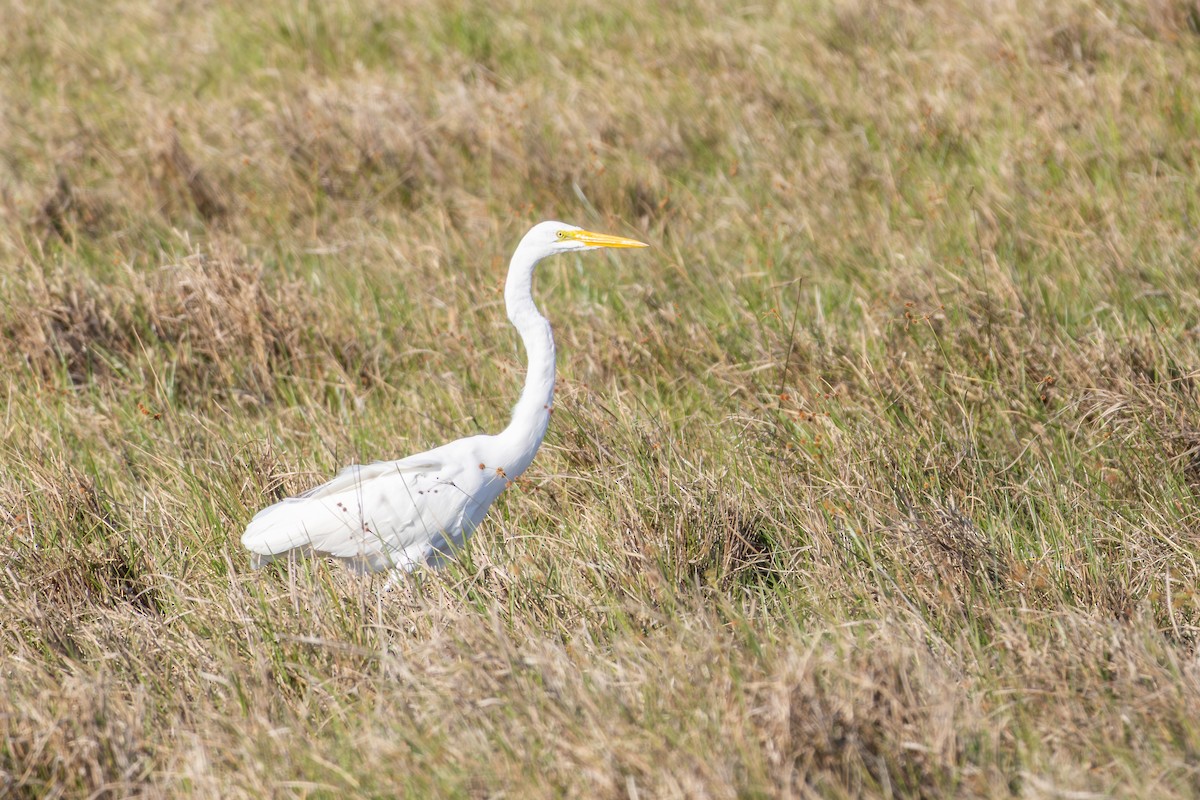 Great Egret - ML644290118