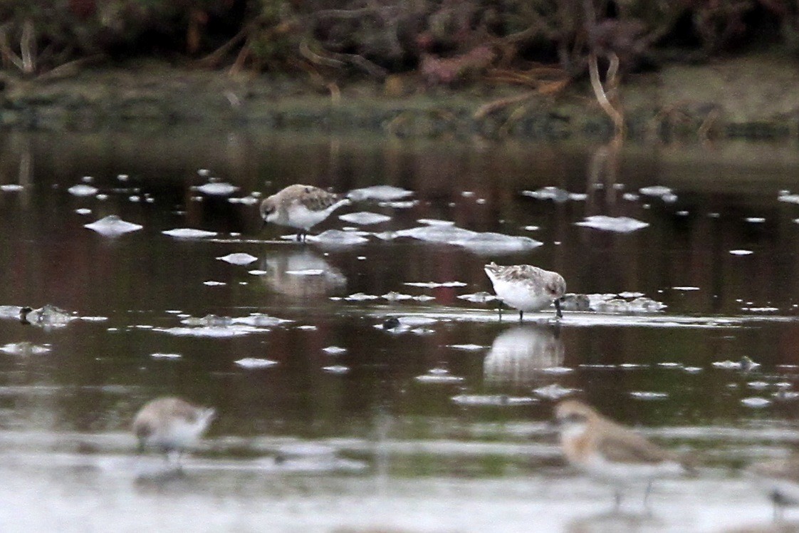 Spoon-billed Sandpiper - ML644290132