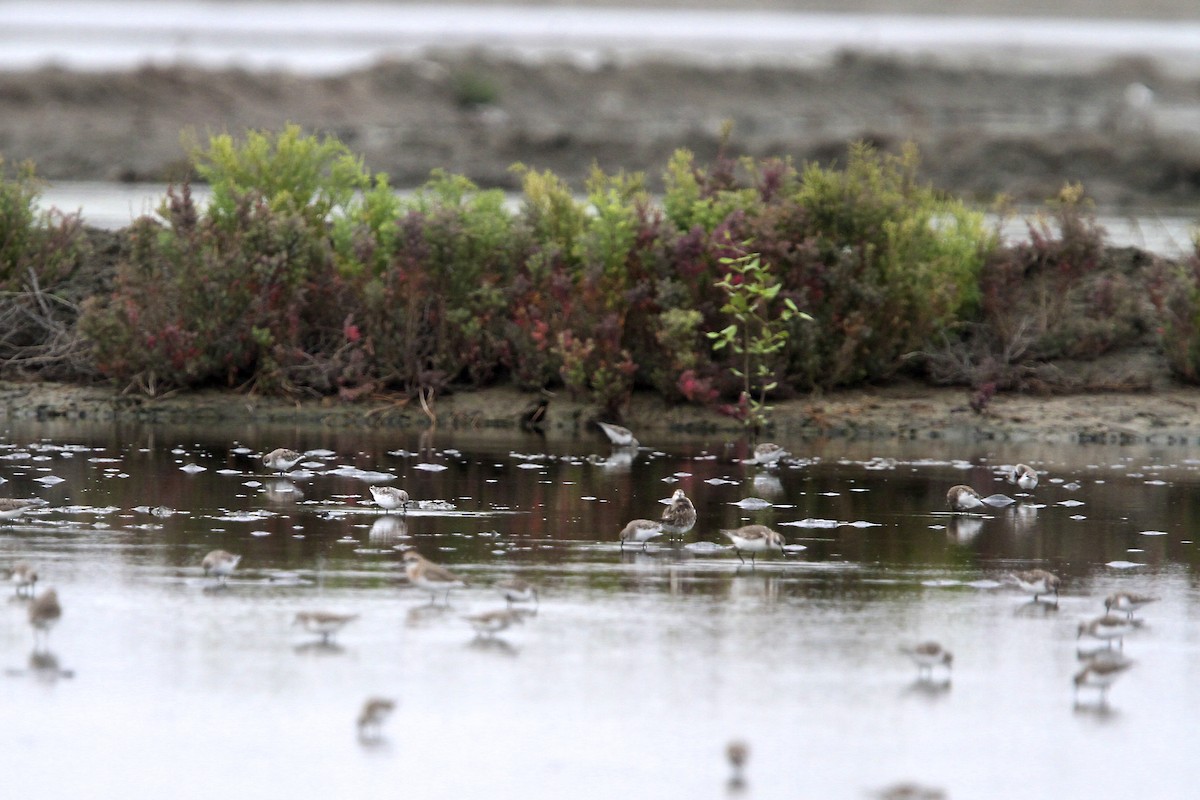 Spoon-billed Sandpiper - ML644290134