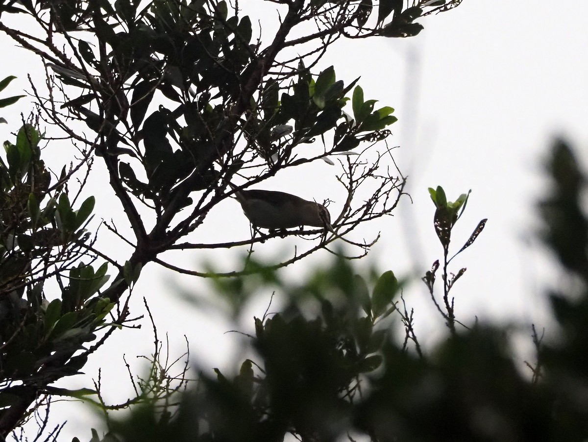 Red-eyed Vireo - ML644290137