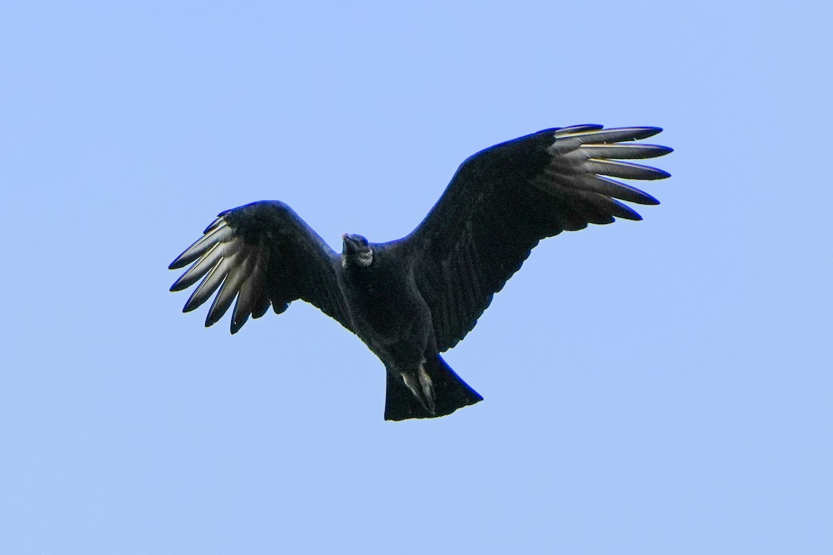 Black Vulture - ML644290152