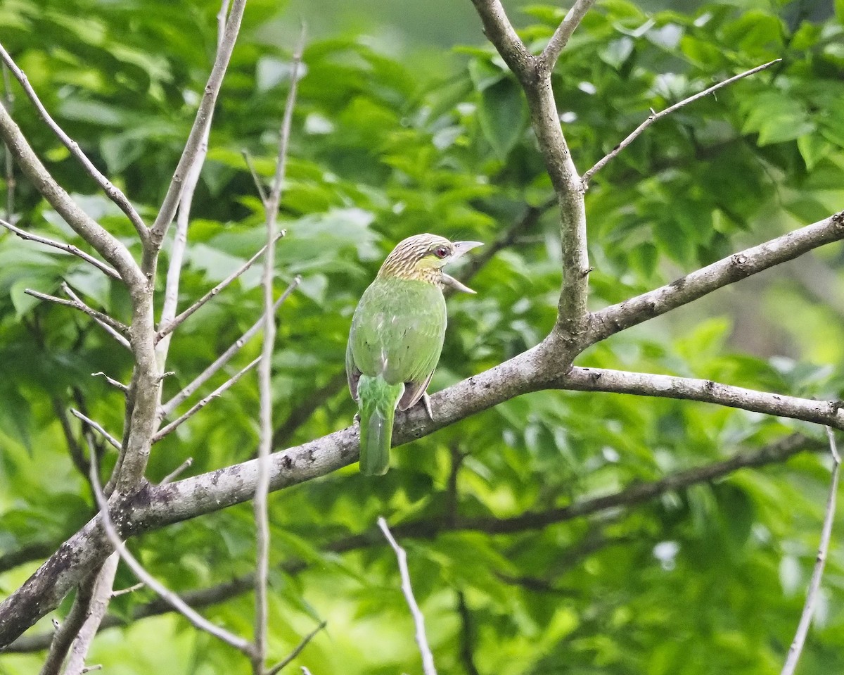 Green-eared Barbet - ML644290158