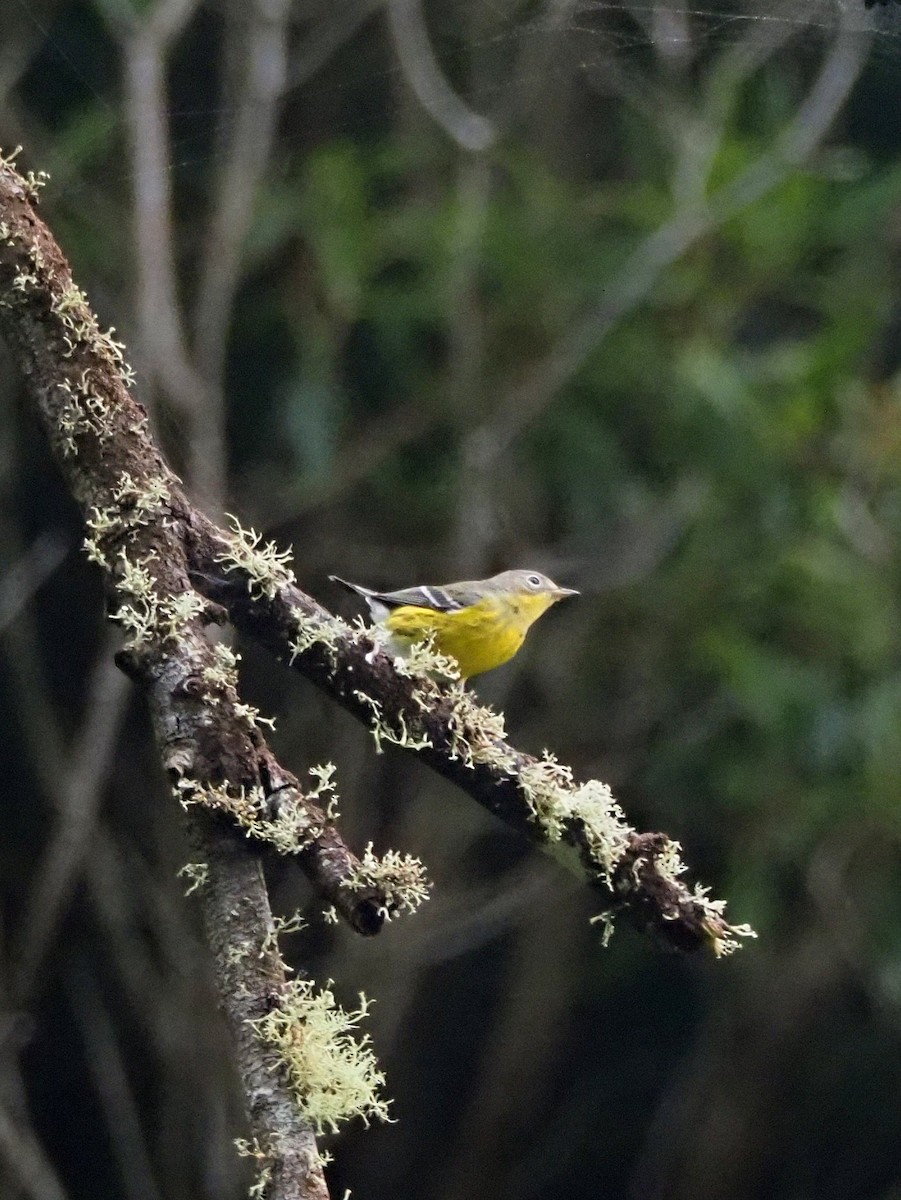 Magnolia Warbler - ML644290166