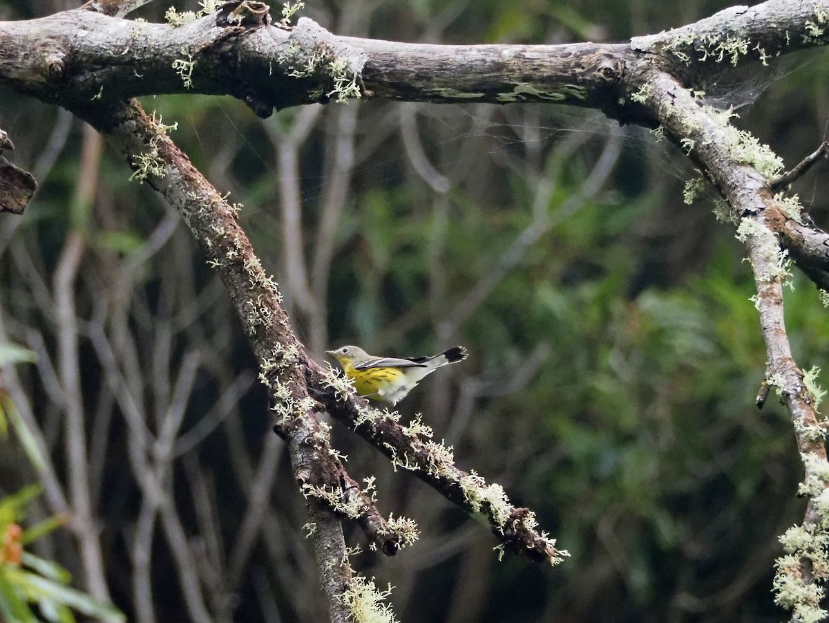 Magnolia Warbler - ML644290167
