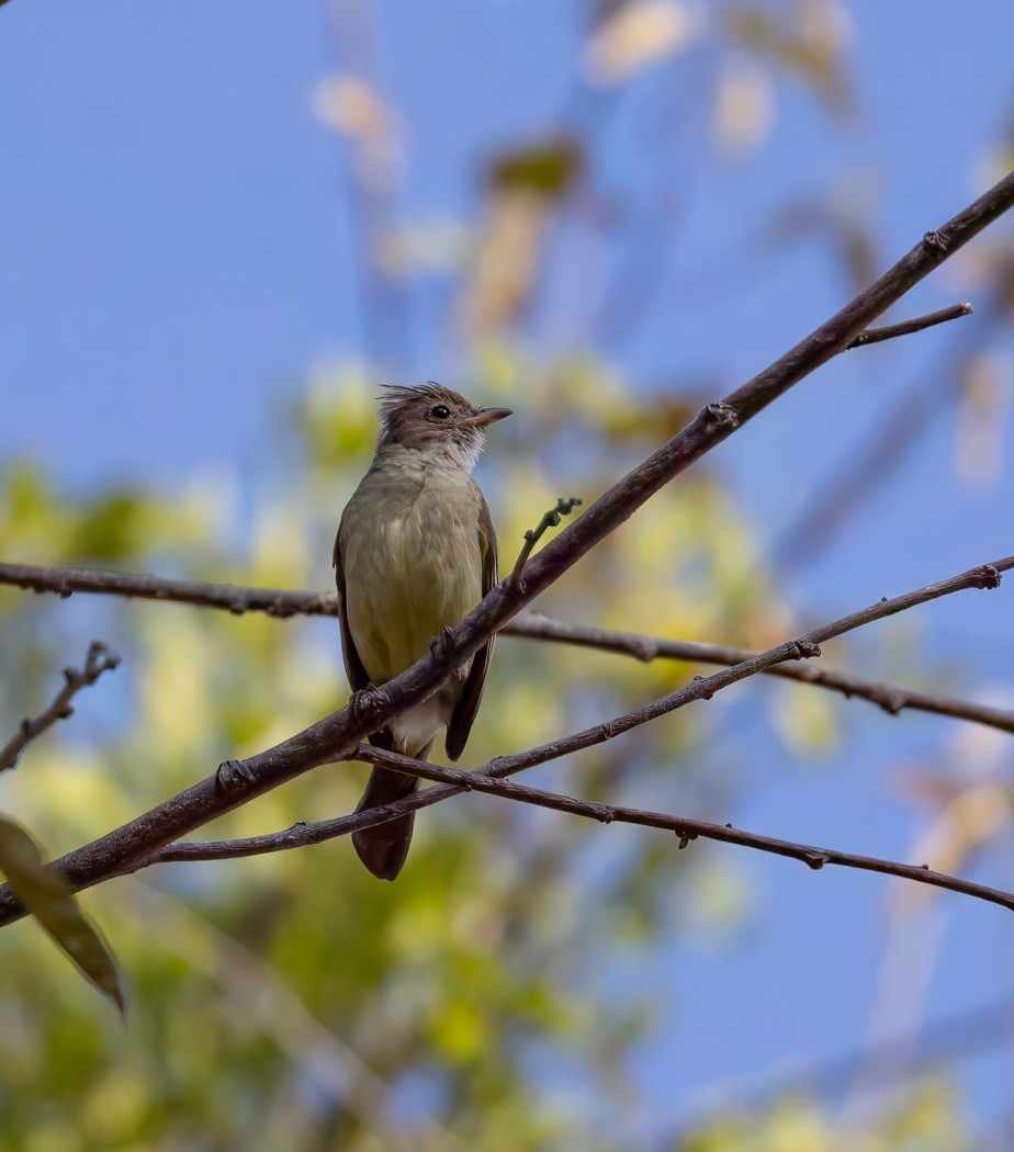 gulbukelenia - ML644290171