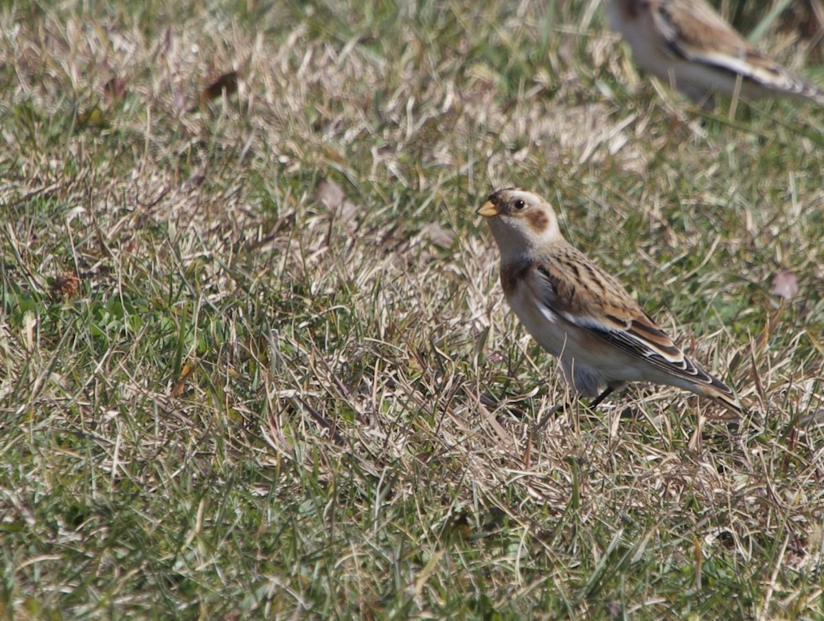 Snow Bunting - ML644290183