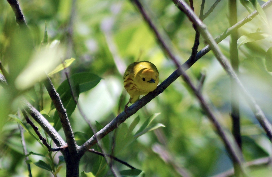 Northern Yellow Warbler - ML644290199