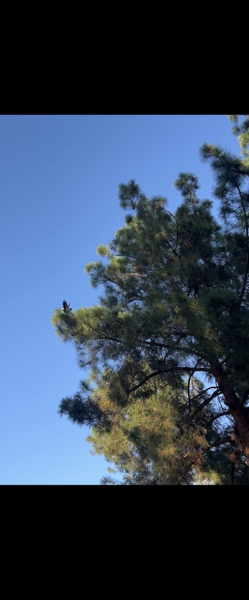 Common Raven - ML644290200