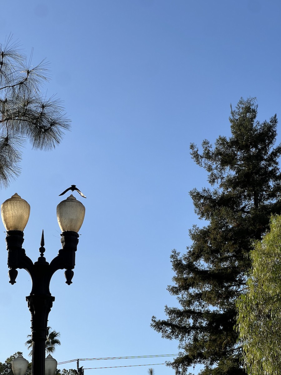 Common Raven - ML644290201