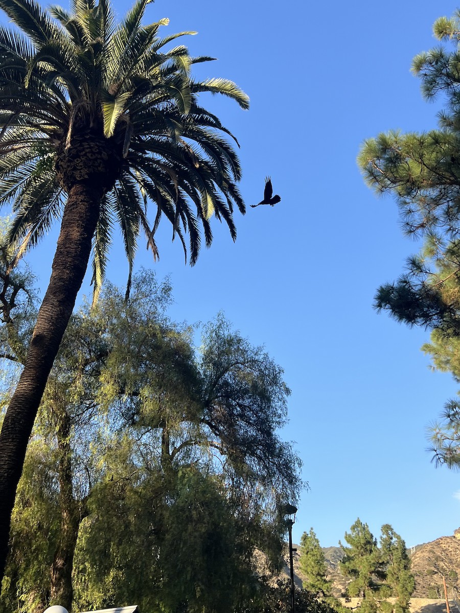 Common Raven - ML644290202